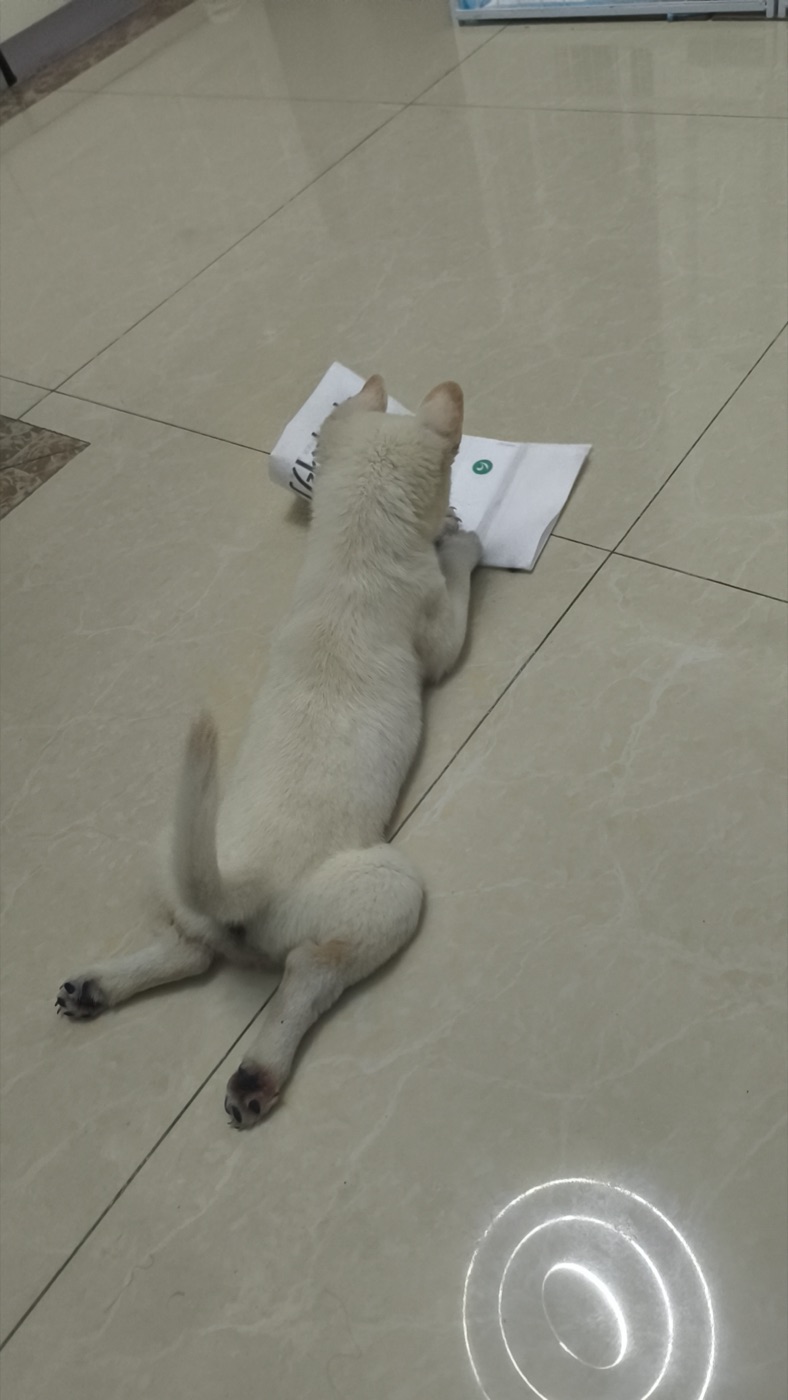 Liuzai — prone sleep pose