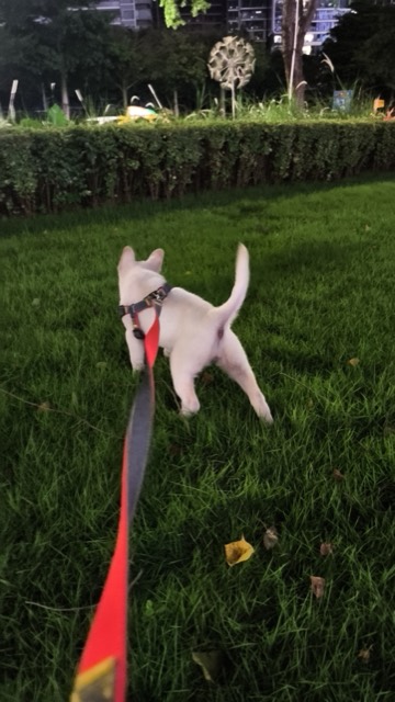 Liuzai out on a walk