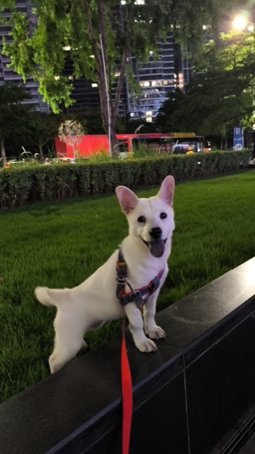 Liuzai out on a walk