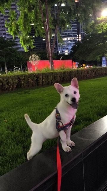 Liuzai out on a walk