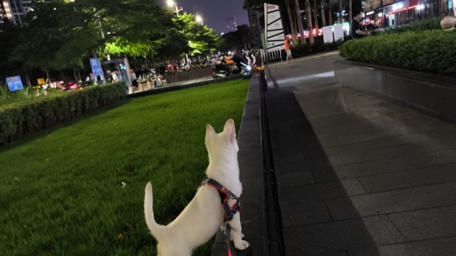 Liuzai out on a walk
