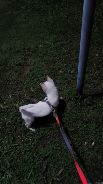 Liuzai out on a walk